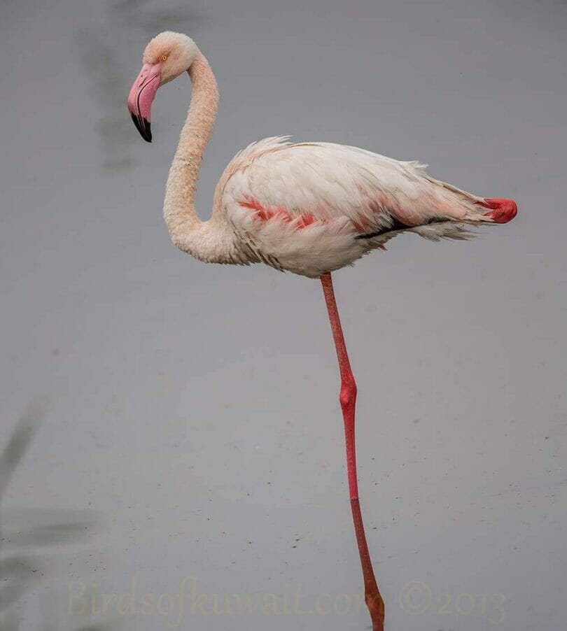 Greater Flamingo standing in water