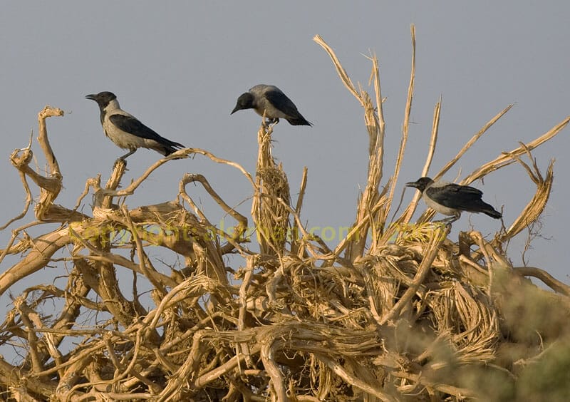 Hooded Crows from Cyprus