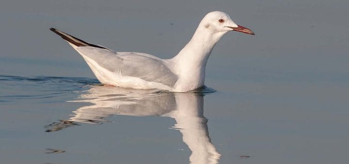 Slender-billed Gull swimming in sea water