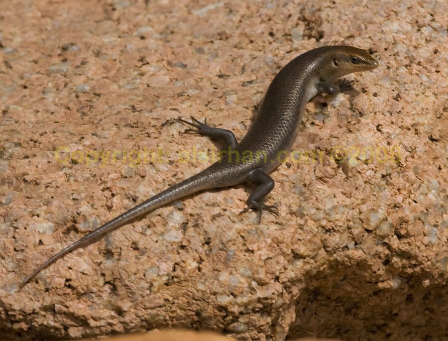 Socotra Skink on a rcok