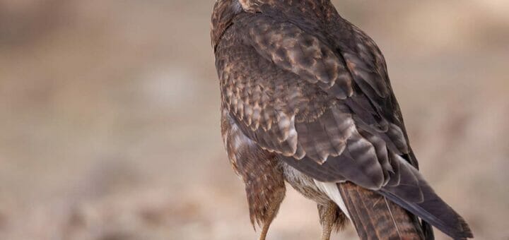 Steppe Buzzard perching on the ground