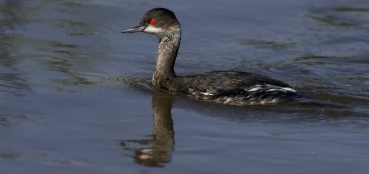 Black-necked Grebe swimming in water