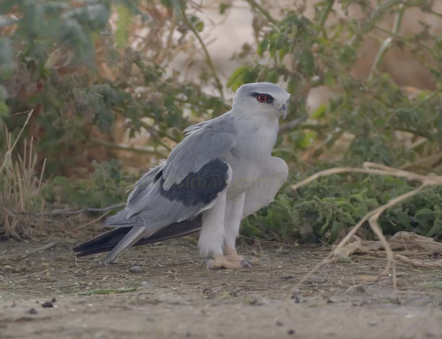 Black-winged Kite standing in the shade of a tree