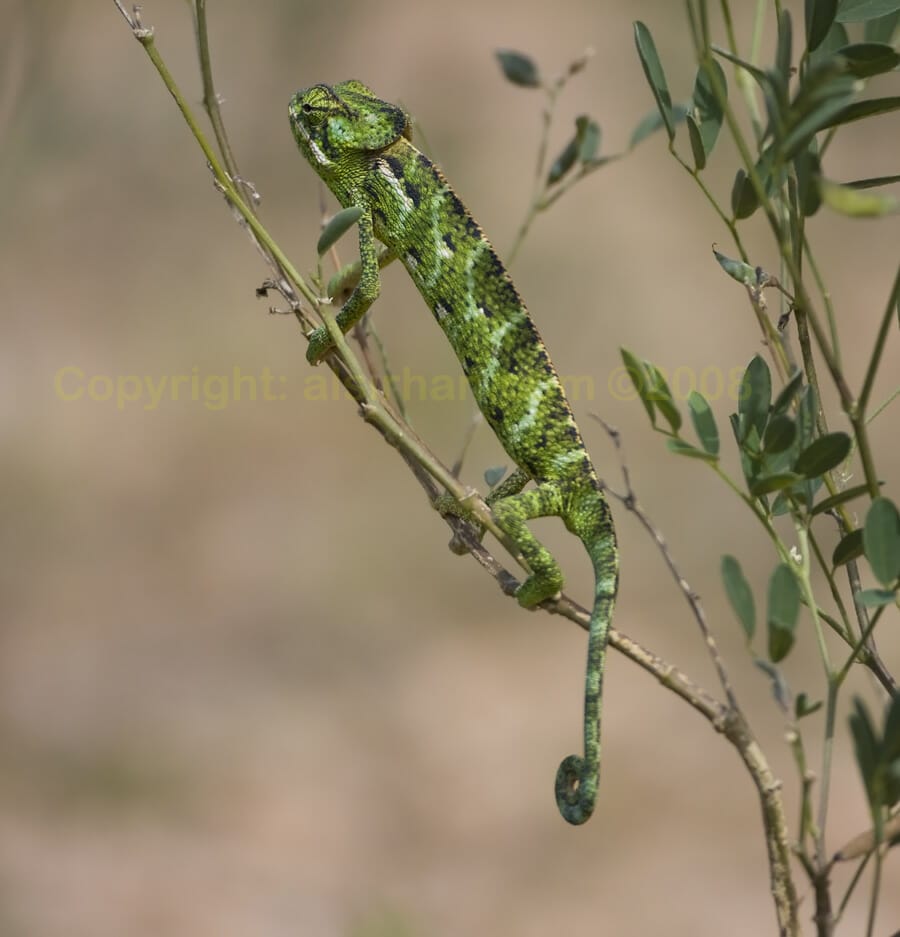 Socotra Chameleon  perched on a branch