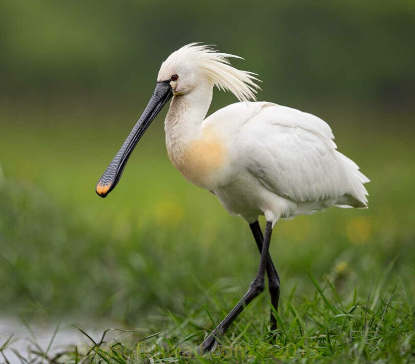 Eurasian Spoonbill in breeding plumage on a grassy ground near water