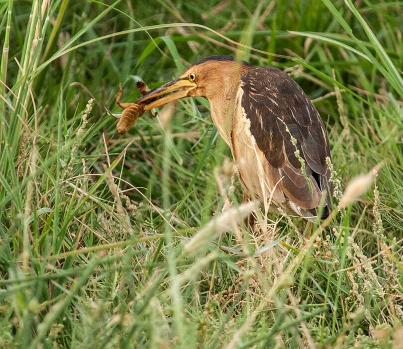 Little Bittern with a huge cricket in its beak