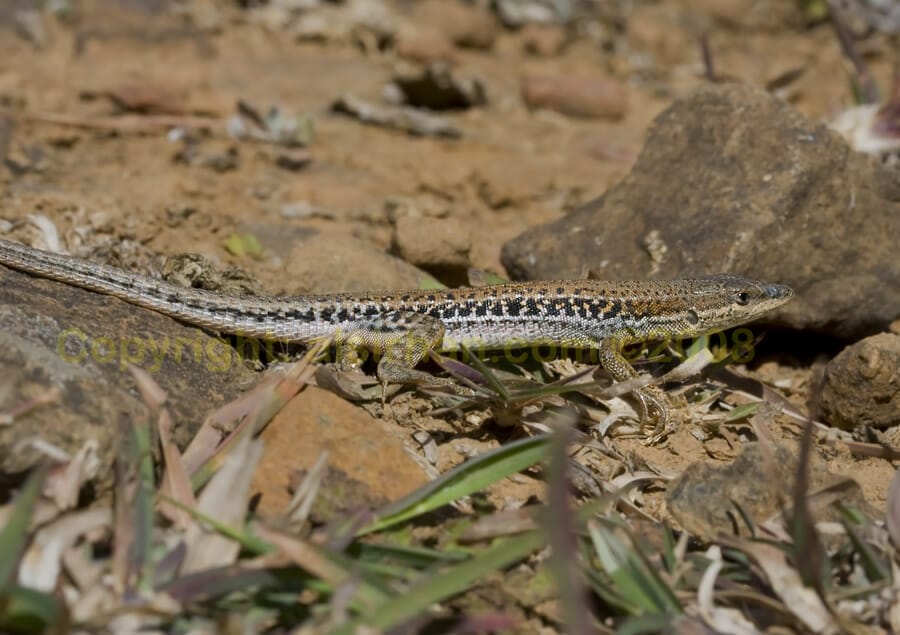 Socotra Lizard running on the ground