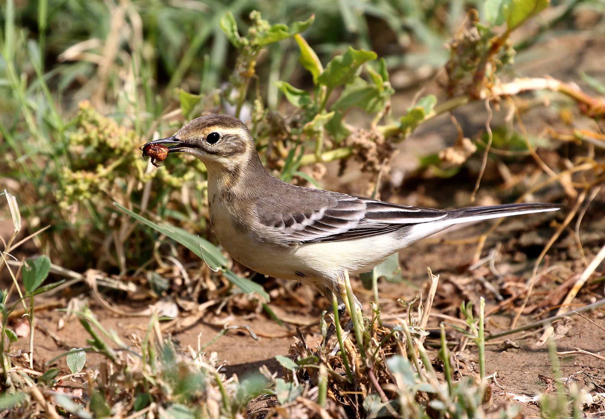 A Citrine Wagtail with a beetle between it beak