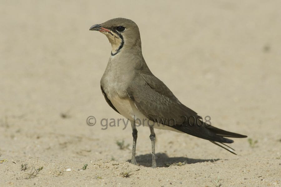 Collared Pratincole on desert sand