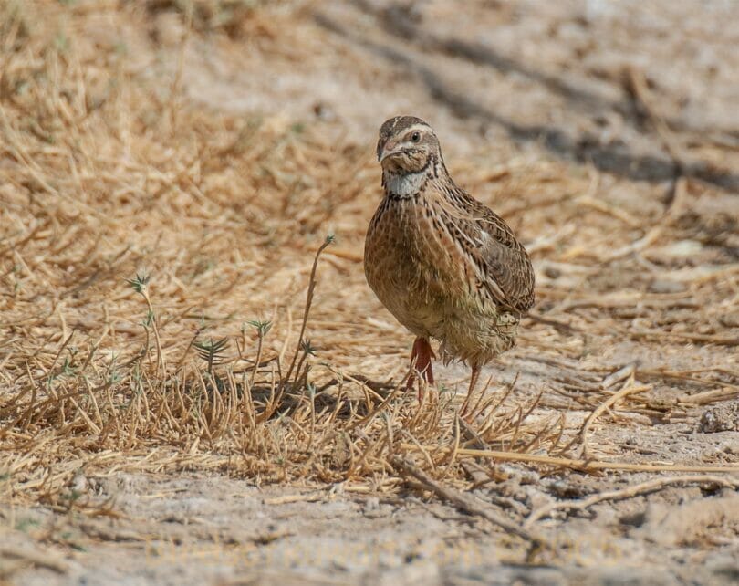 Common Quail running on ground