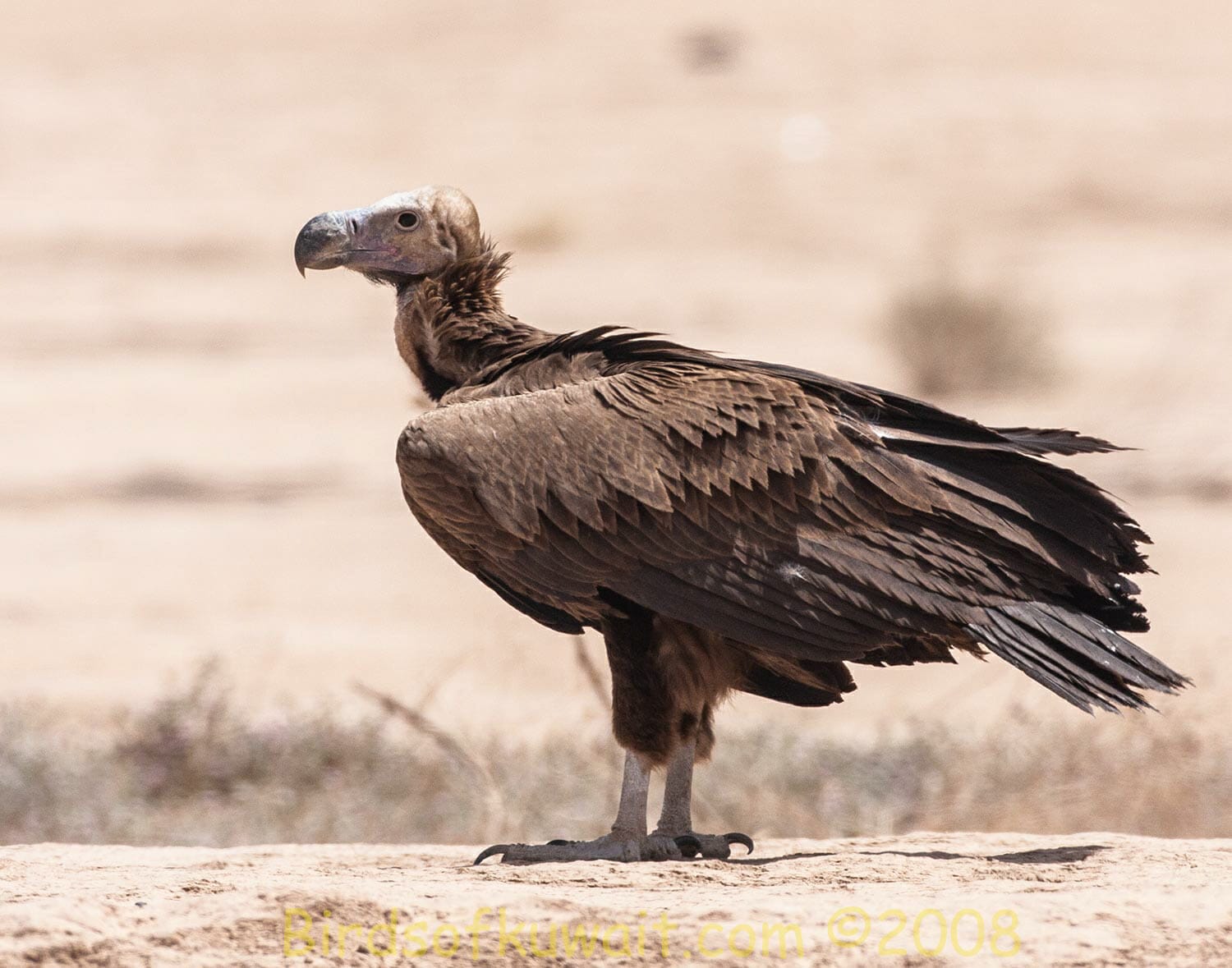 Lappet-faced Vulture Torgos trachielotos