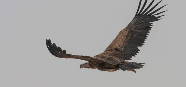 Lappet-faced Vulture Torgos trachielotos