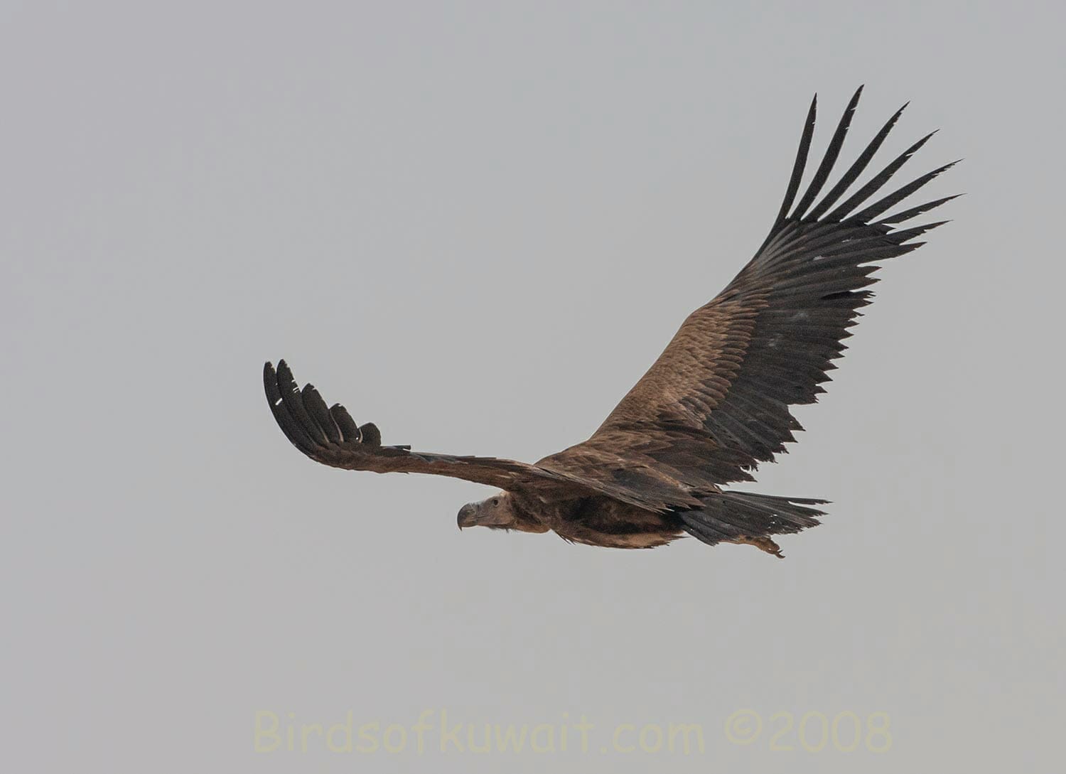 Lappet-faced Vulture Torgos trachielotos