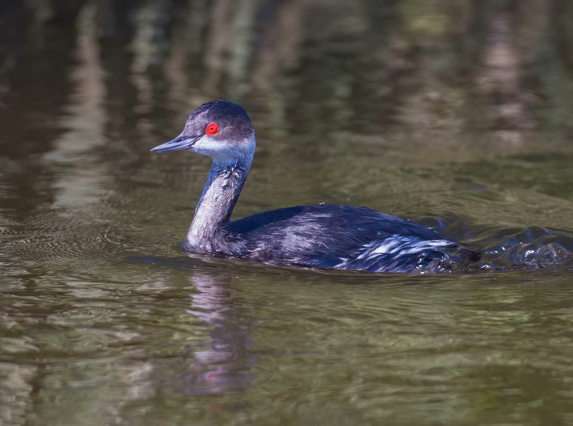 Black-necked Grebe swimming in water