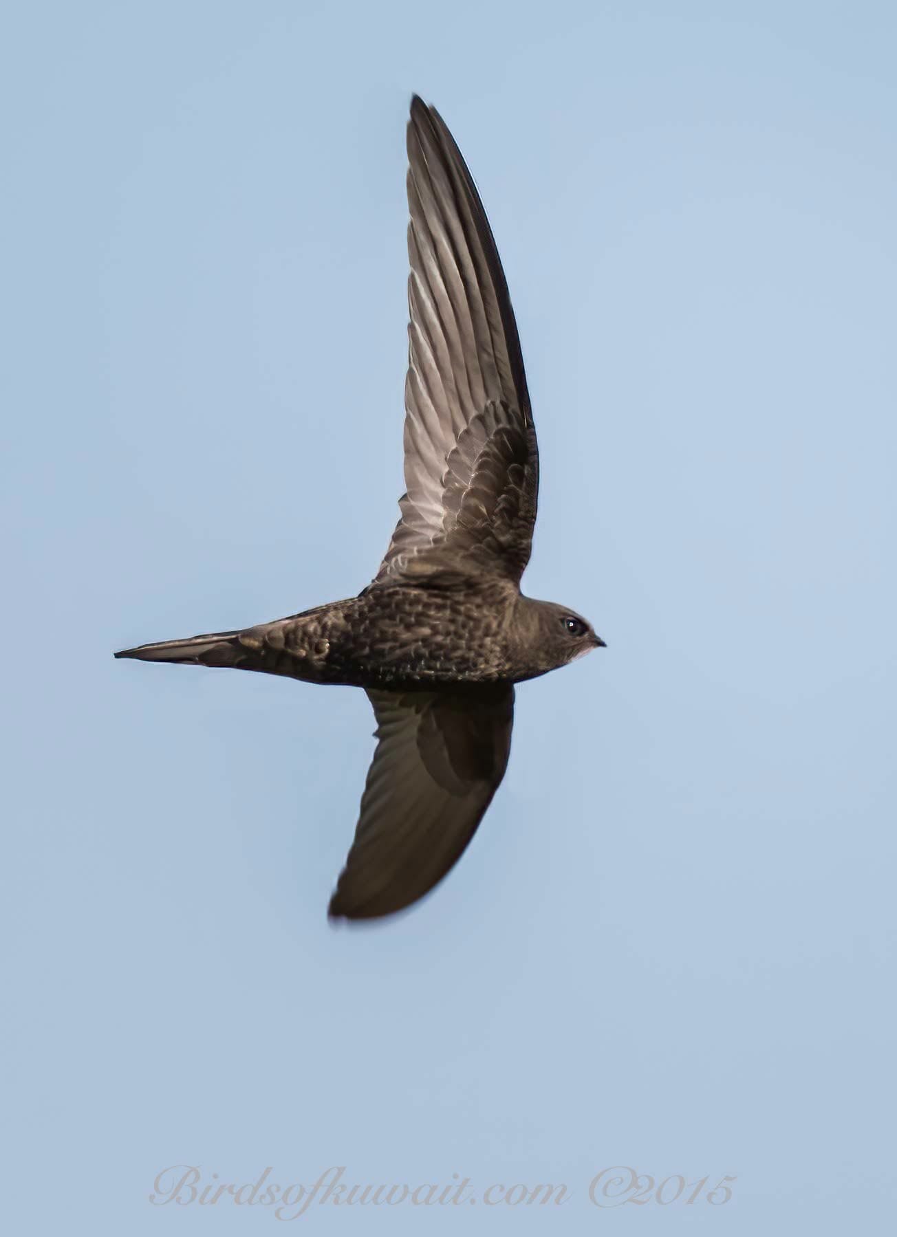 Common Swift in flight