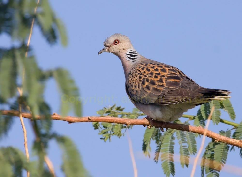 European Turtle Dove perching on a branch