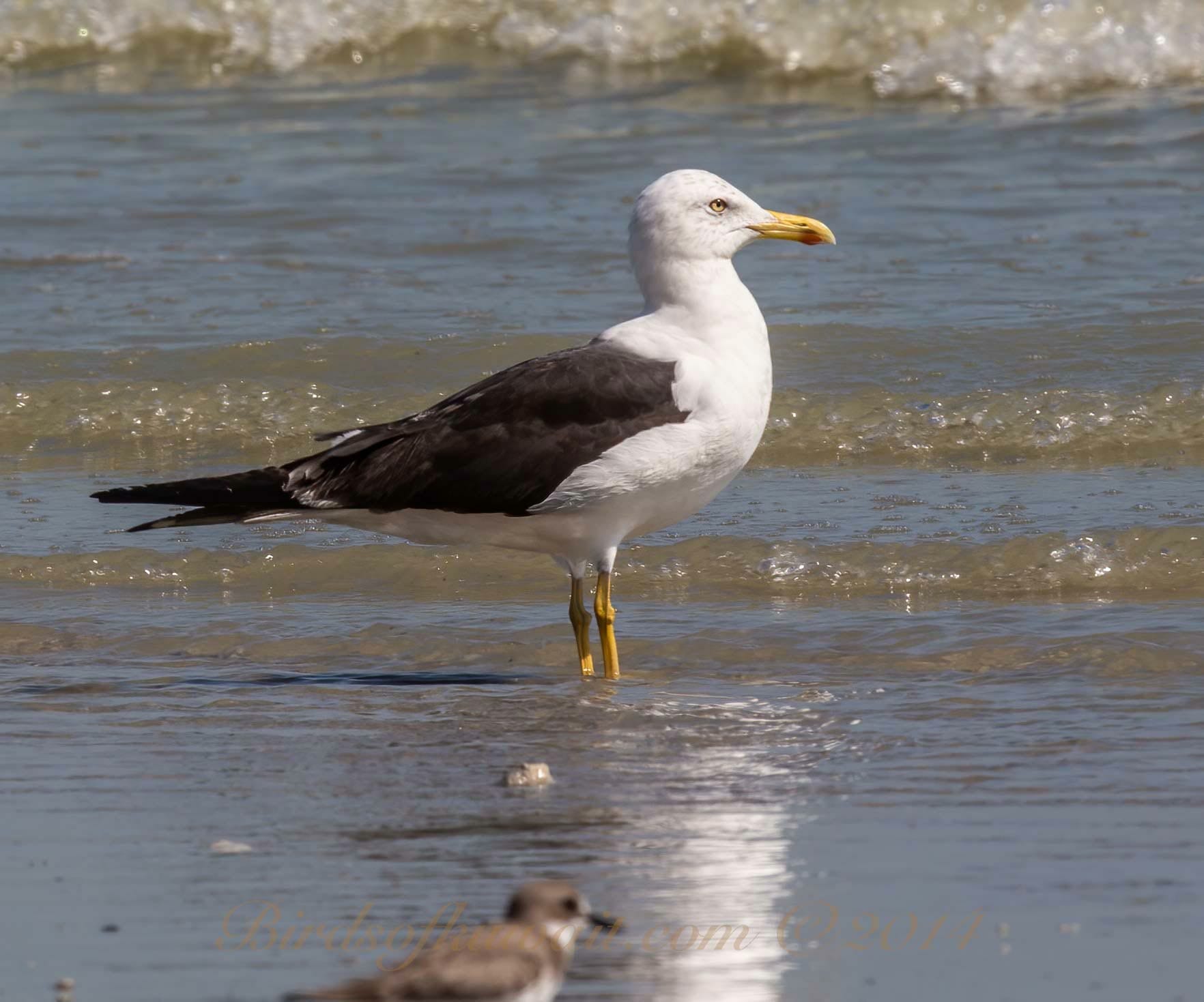 Lesser Black-backed Gull Larus fuscus perching on shallow see water