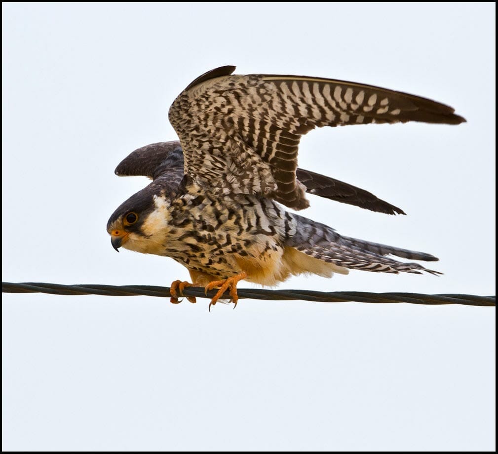Amur Falcon perching on steel wire