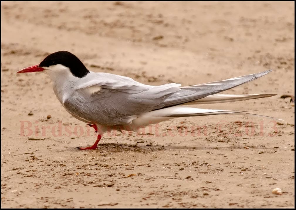 Arctic Tern sitting on ground