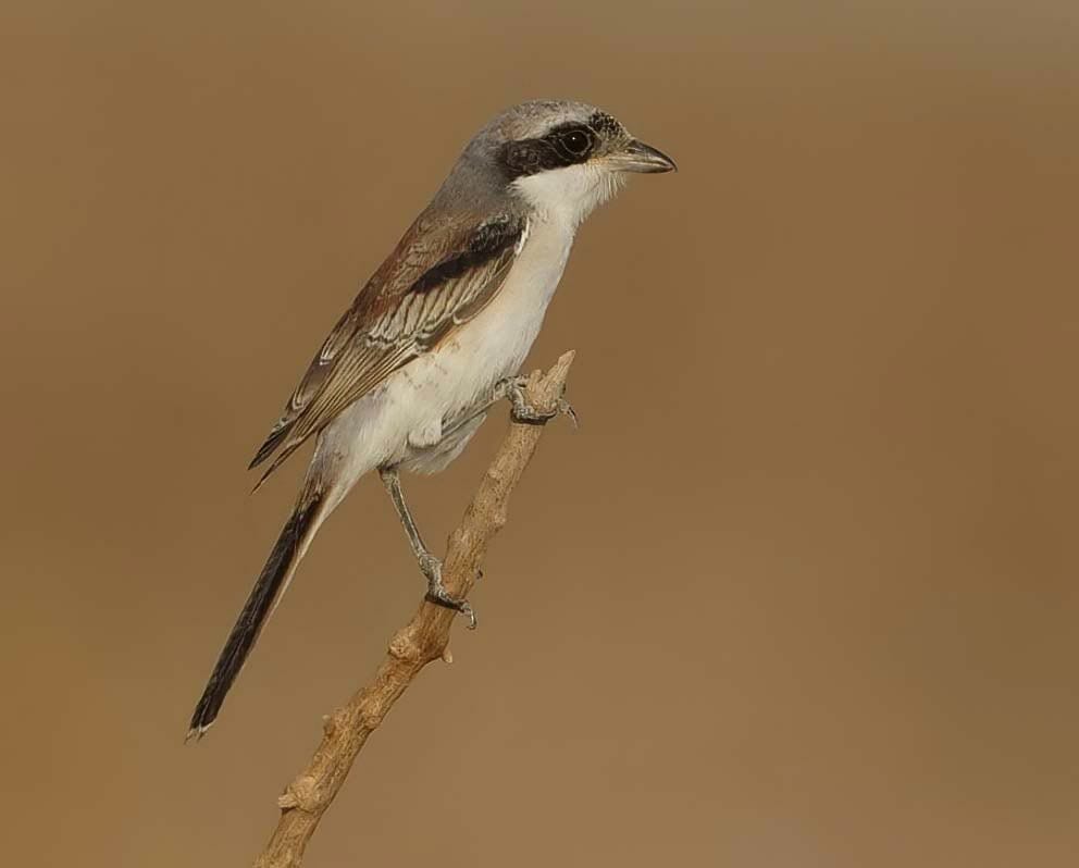 A Bay-backed Shrike perching on a branch