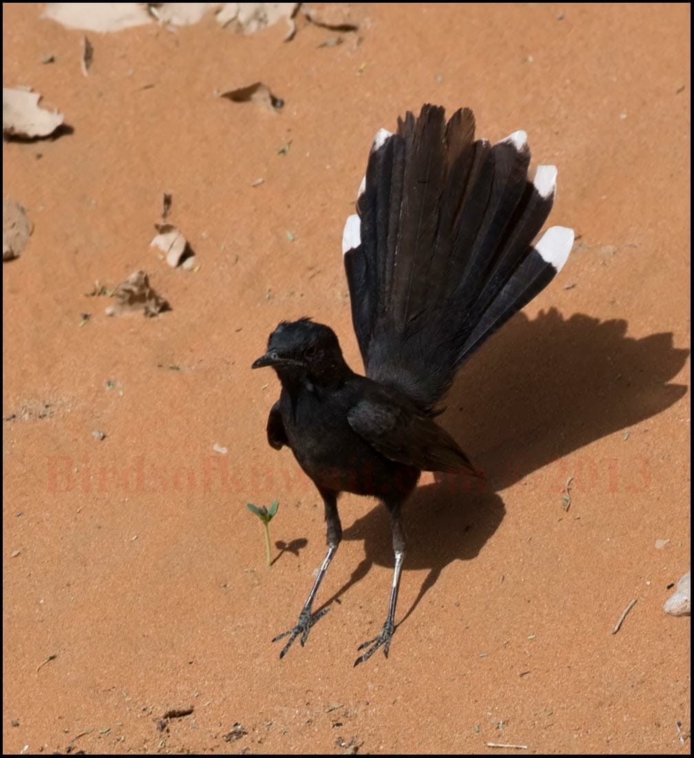 A Black Scrub Robin fanning its tail