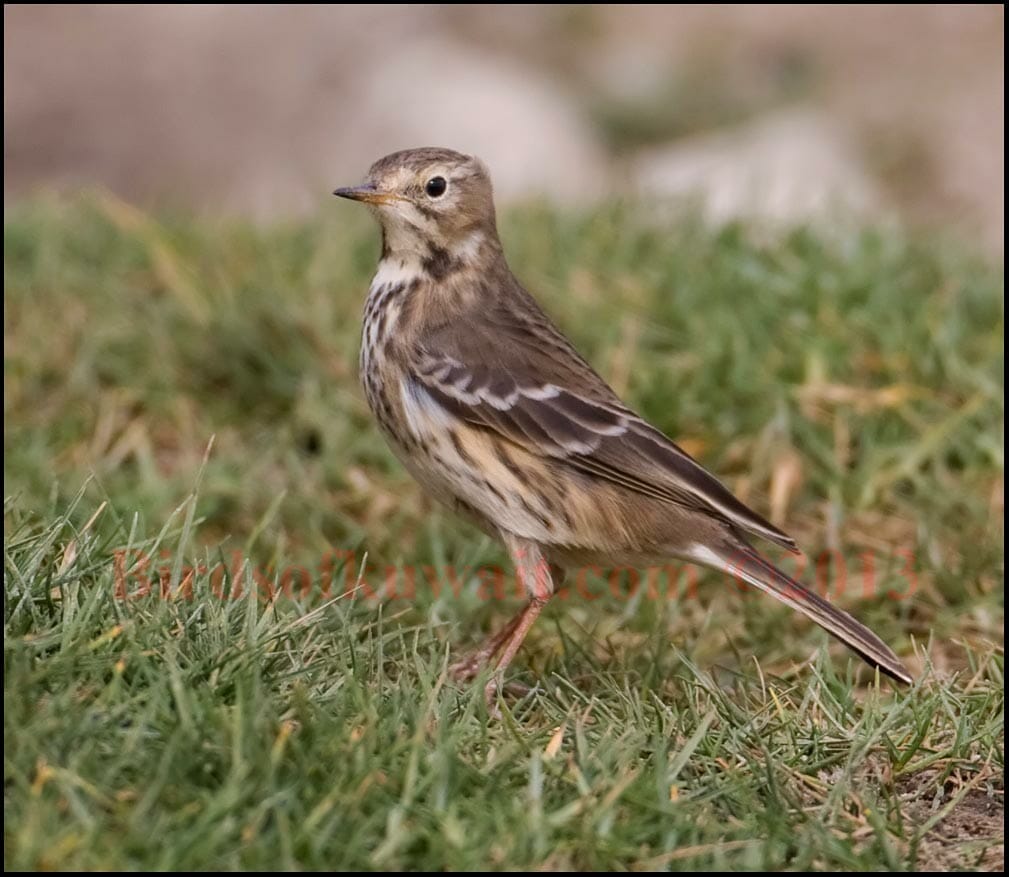 Buff-bellied Pipit on the ground