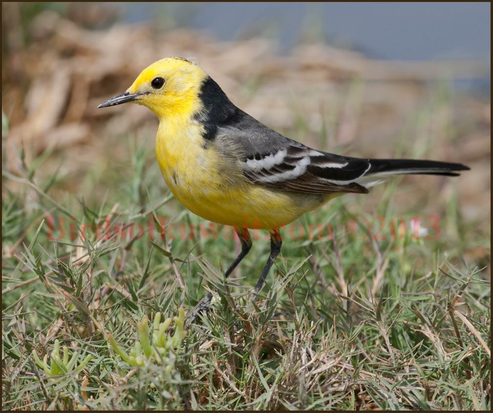 A beautiful male Citrine Wagtail in breeding plumage