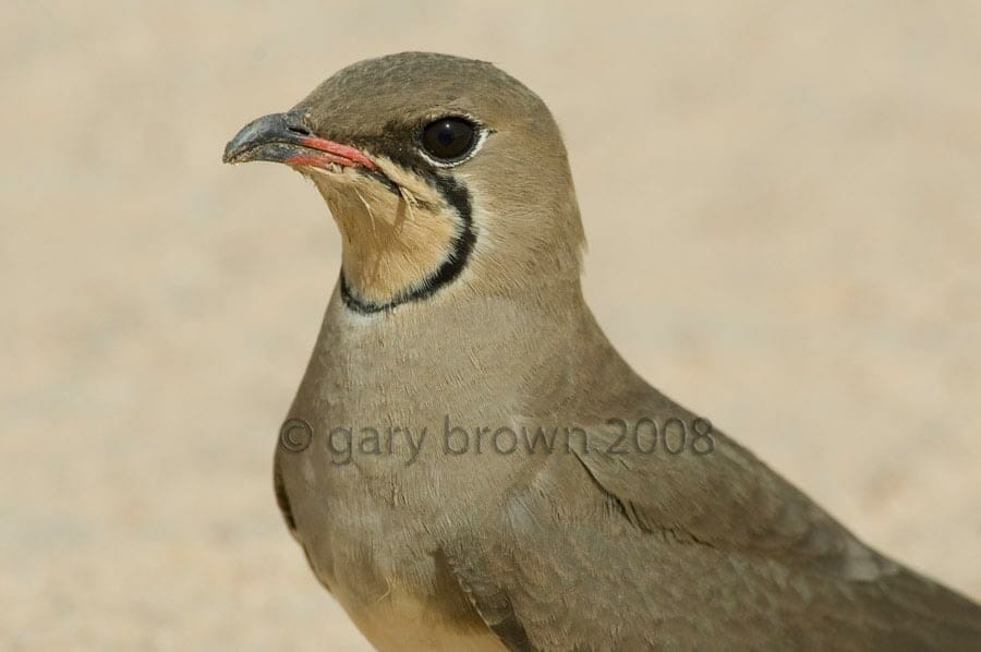 A portrait of Collared Pratincole