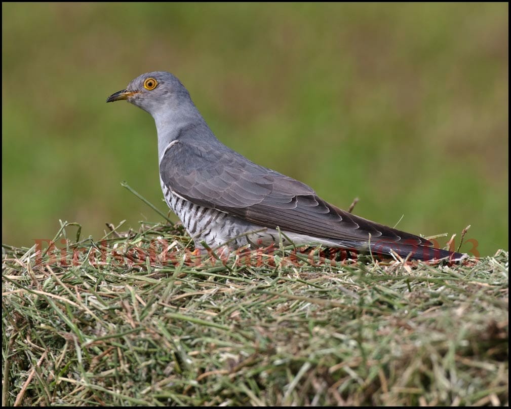 Common Cuckoo on grass