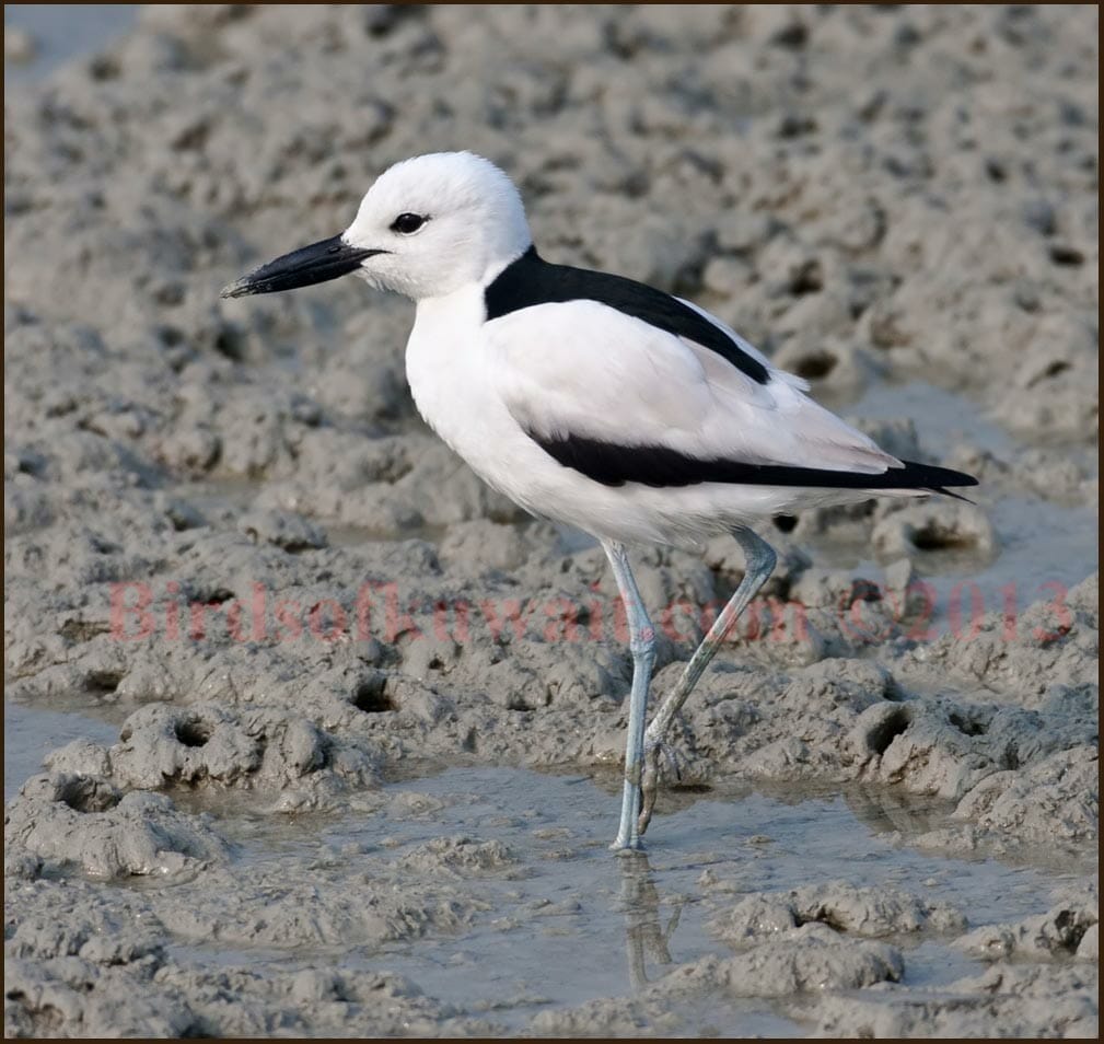 The Crab-plover is one of the target species from Kuwait Bird List for Kuwait Birdwatching Tours