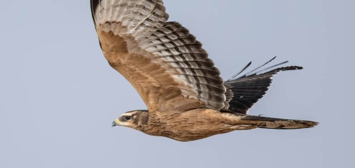 Crested Honey Buzzard on flight with raised wings