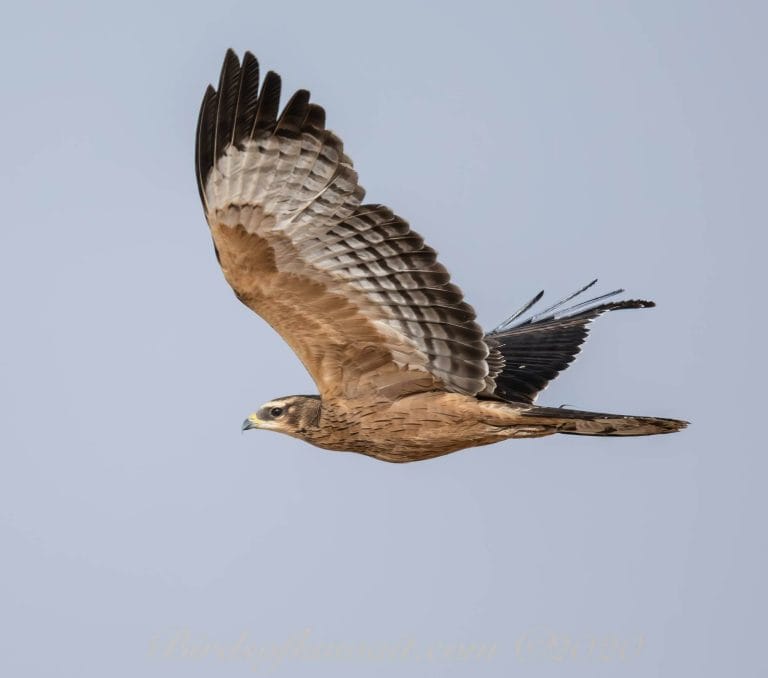 Crested Honey Buzzard on flight with raised wings