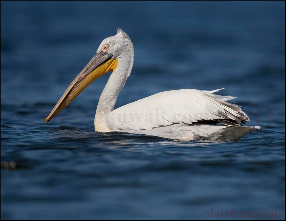 A Dalmatian Pelican swimming on the water