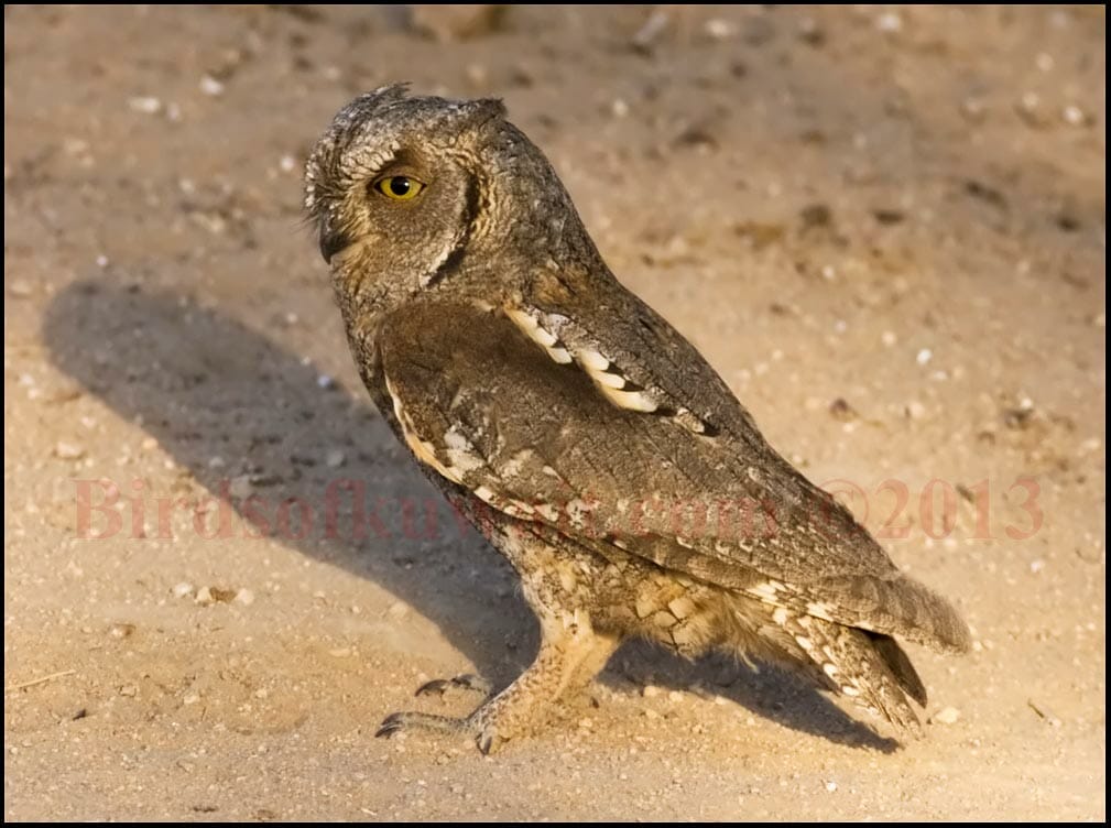 Eurasian Scops Owl standing on the ground