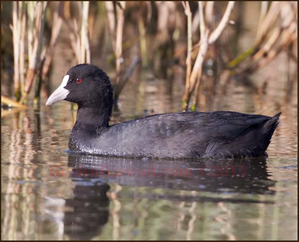 Adult Eurasian Coot swimming in water