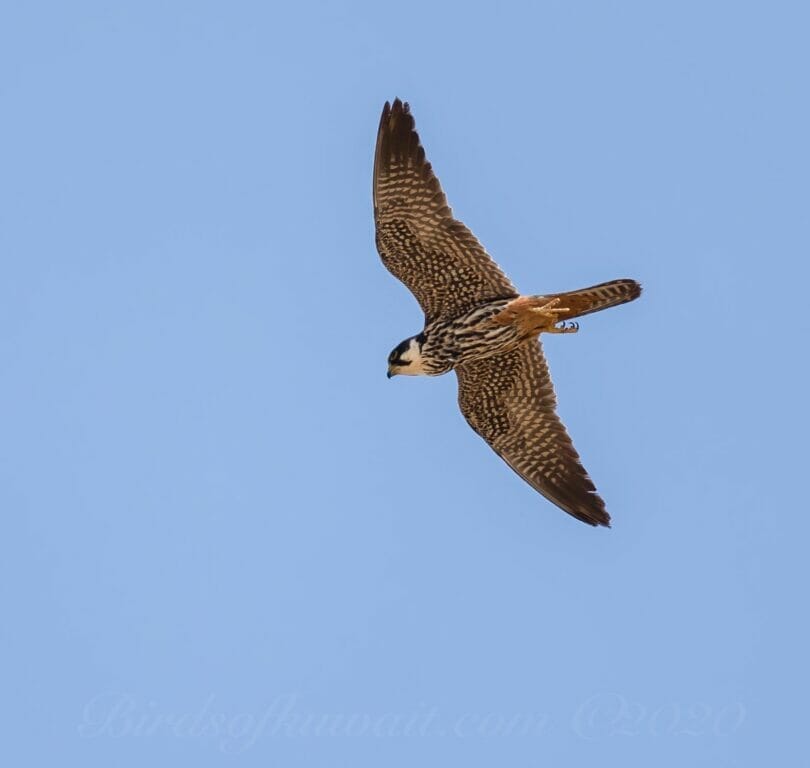 Eurasian Hobbyin flight from below