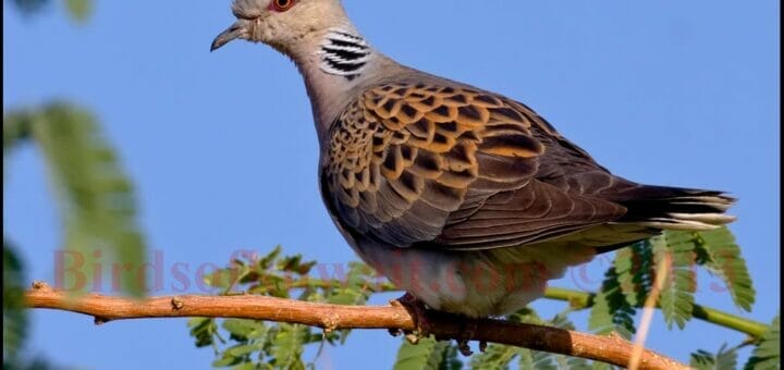 European Turtle Dove perching on ground