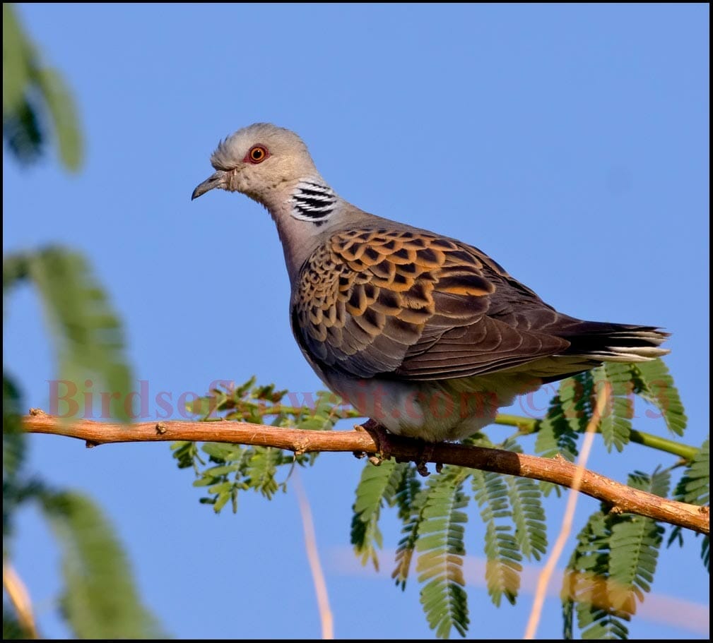 European Turtle Dove perching on ground