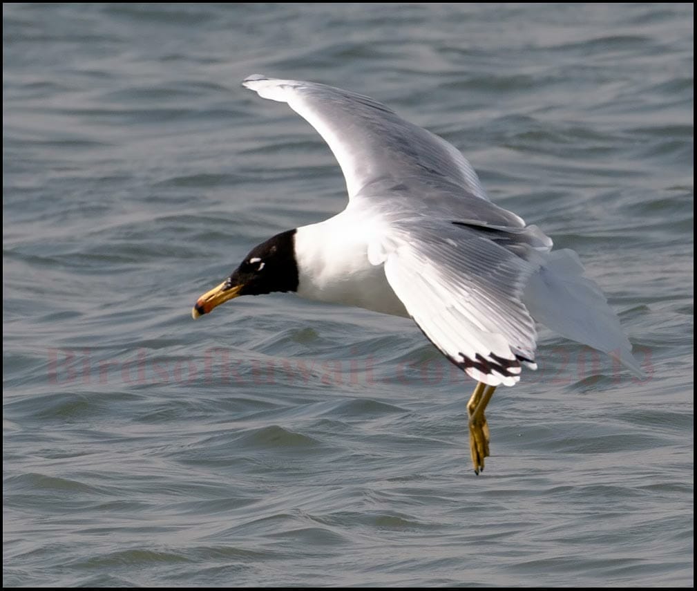 /kuwait-bird-gallery-1/great-black-headed-gull landing on water