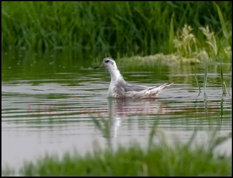 Grey Phalarope Phalaropus fulicarius swimming on water close to reeds