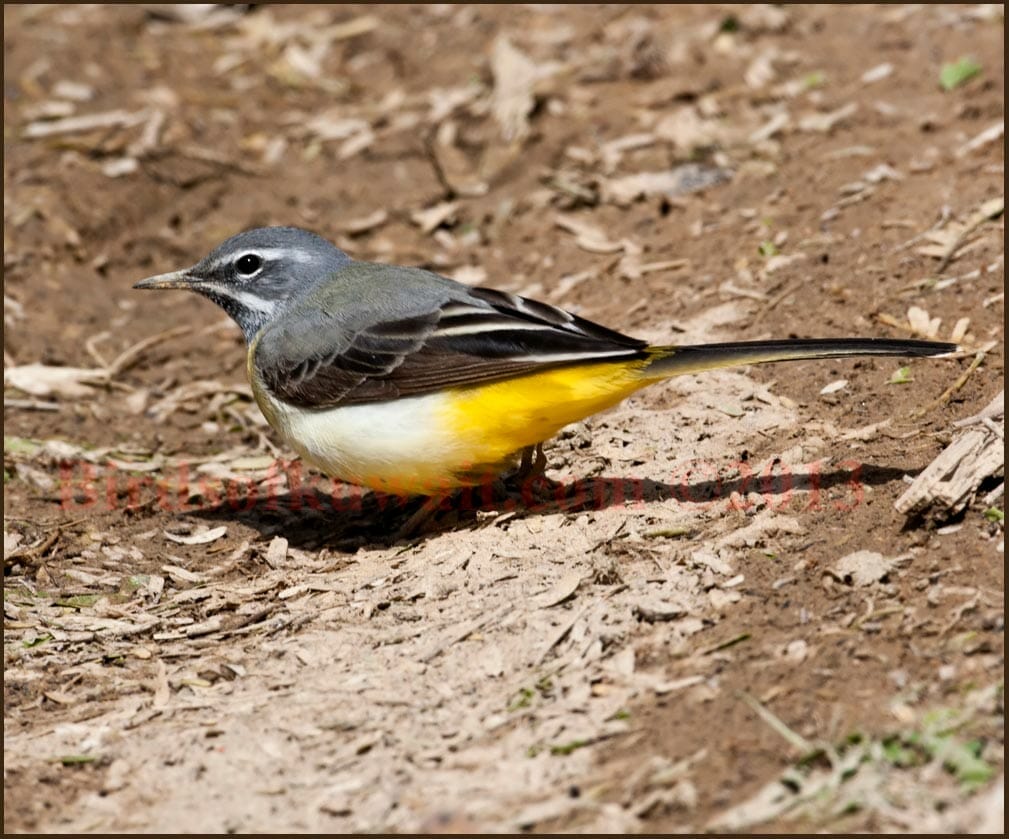 A male Grey Wagtail feeding on the ground