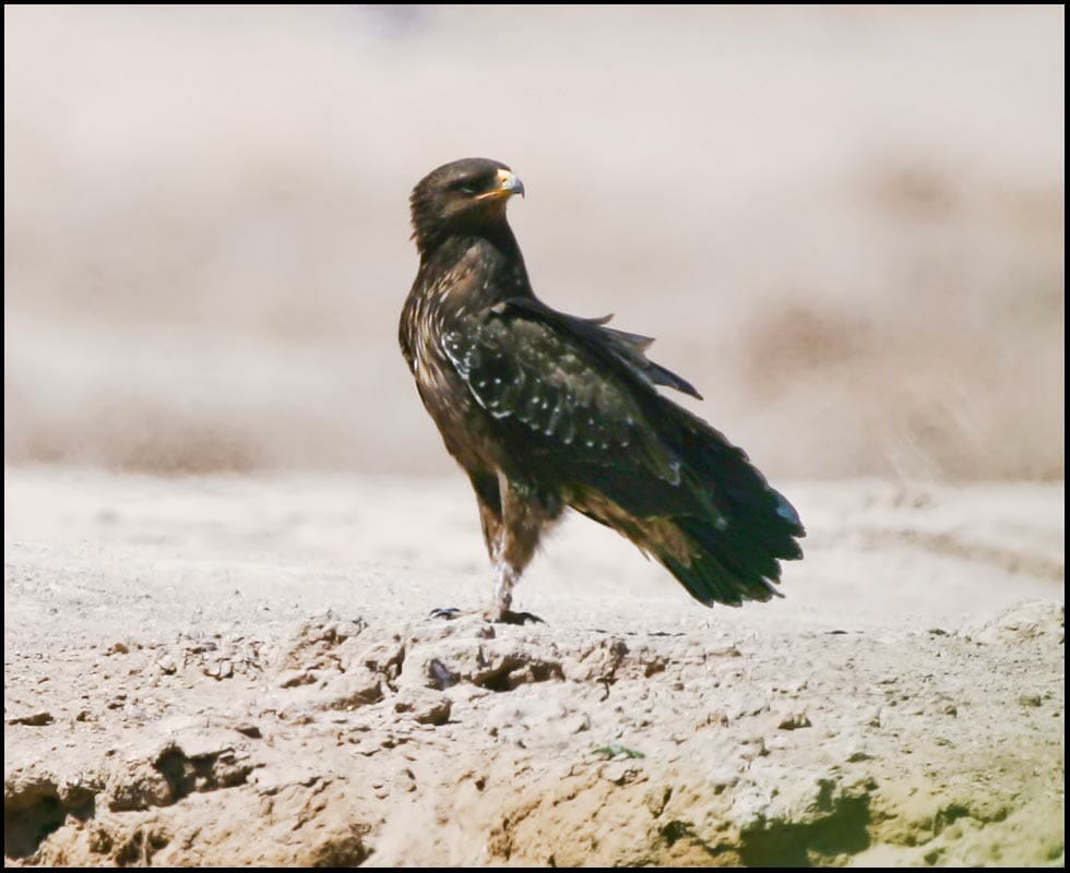 Lesser Spotted Eagle Clanga pomarina