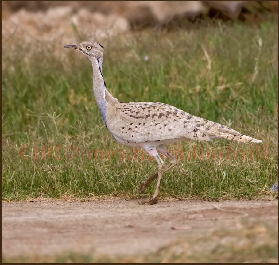 Macqueen’s Bustard perching on ground on