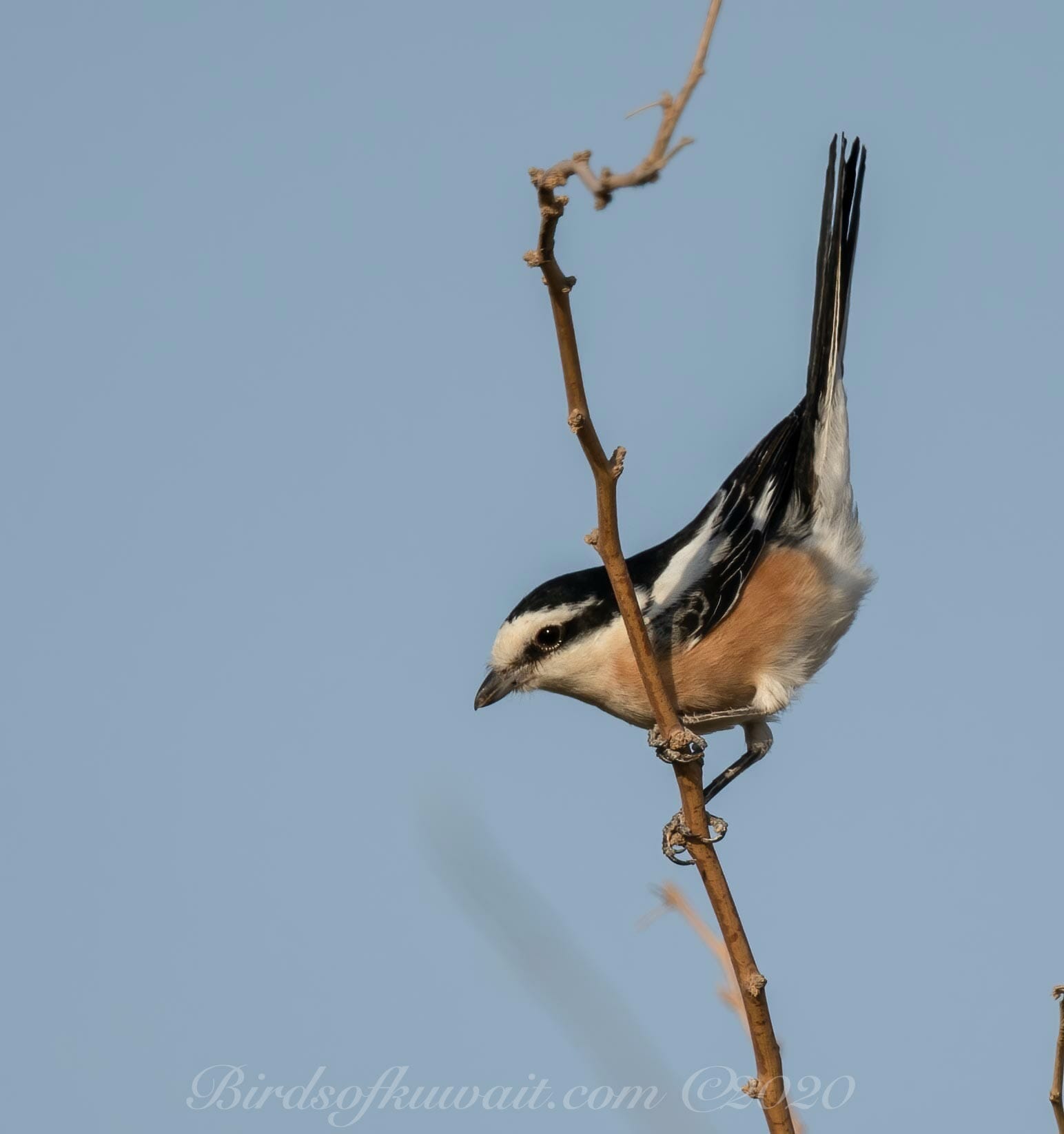 Excited Masked Shrike on a branch