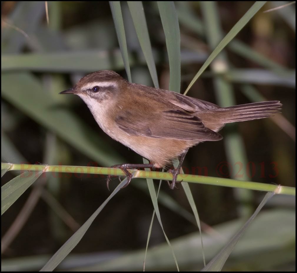 Moustached Warbler on a branch