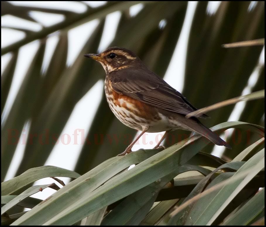 Redwing perching on date palm leaves