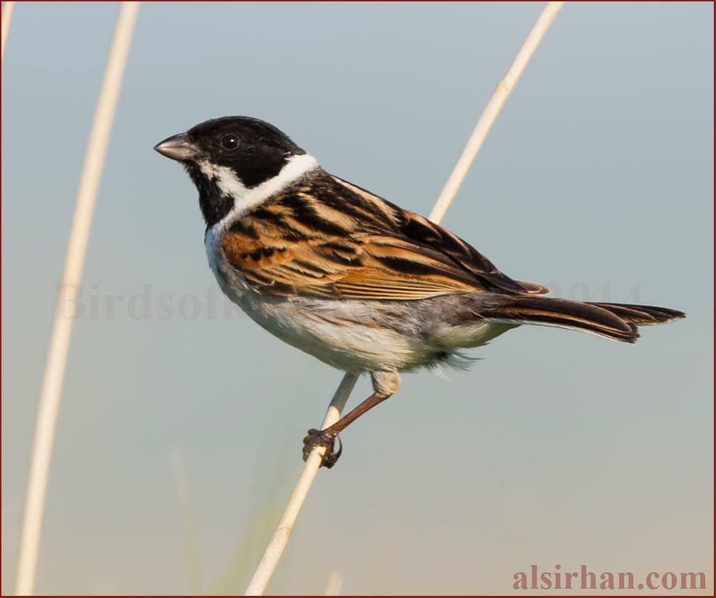 Common Reed Bunting perching on reed stem