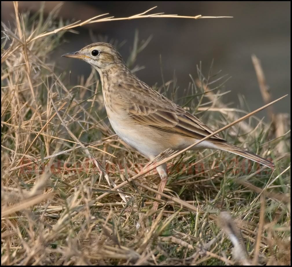 Richard’s Pipit standing in grass