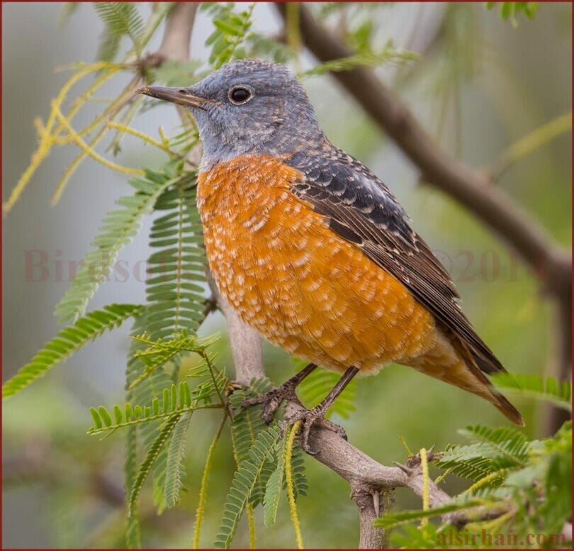 Common Rock Thrush perching on a branch