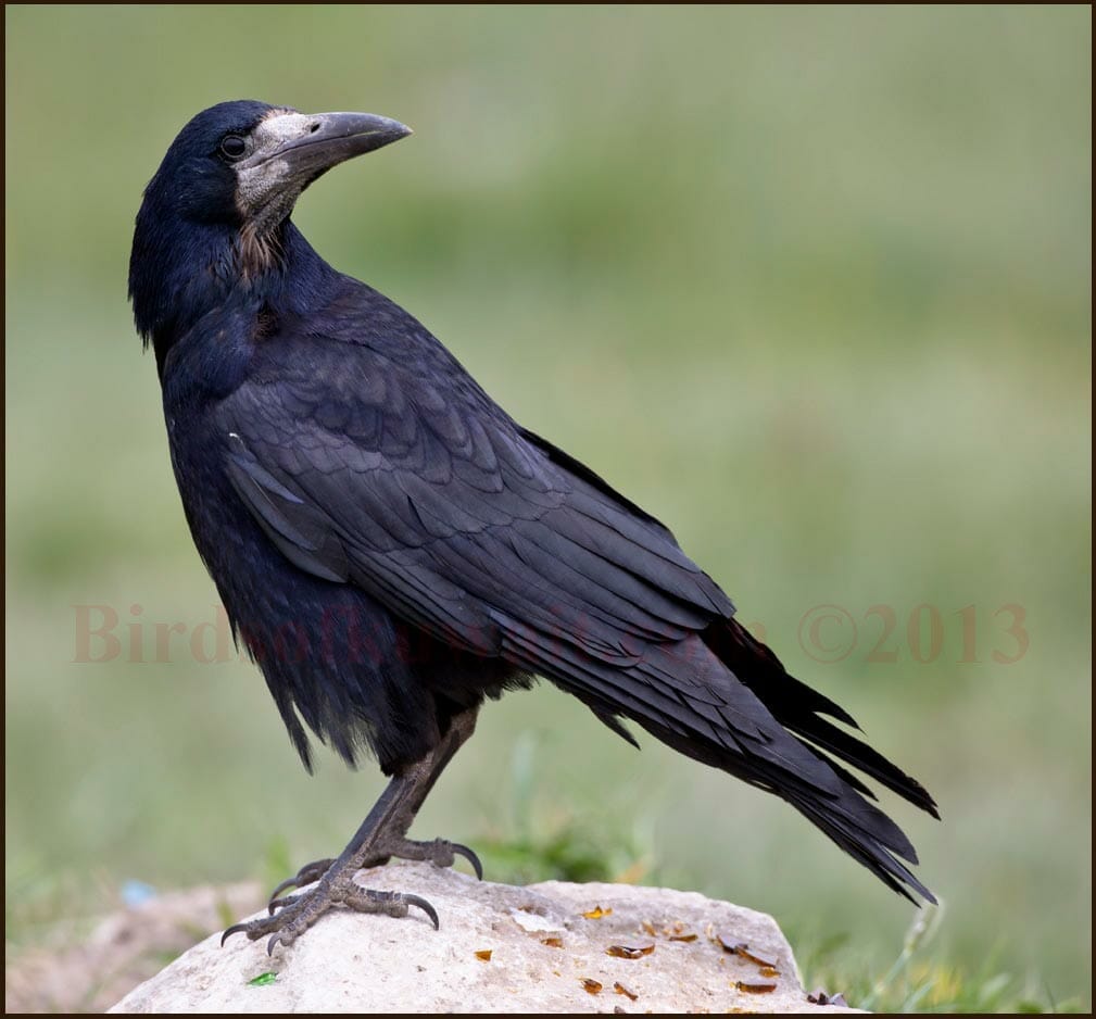 Rook Corvus frugilegus